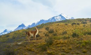 Guanaco (llama family), The Towers, The Horns, Torres del Paine, Chile Guanaco (llama family), The Towers, The Horns, Torres del Paine, Chile